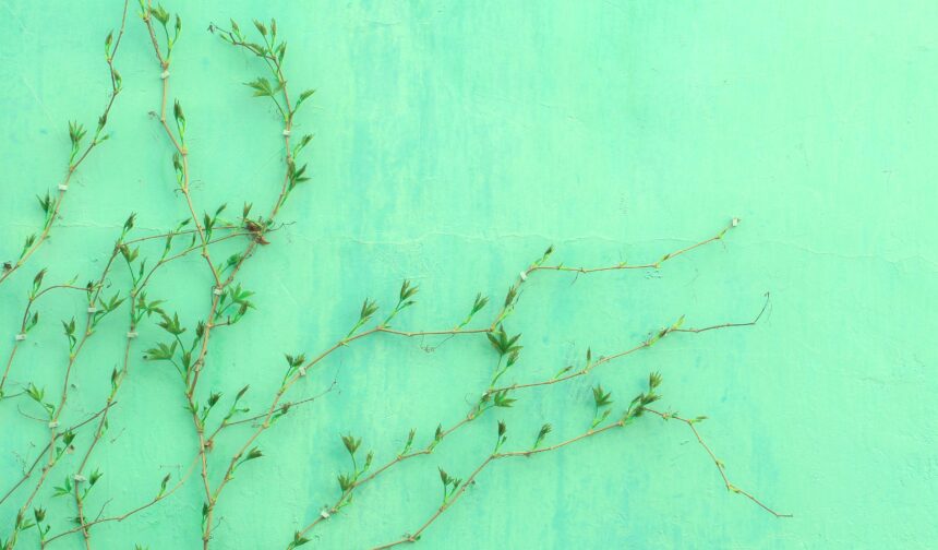 What is Green IT and How Does Tex9.net Contribute?