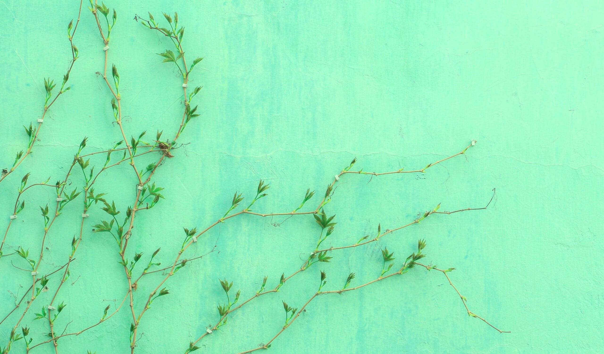 What is Green IT and How Does Tex9.net Contribute?