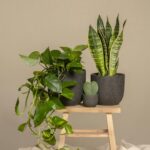 indoor plants