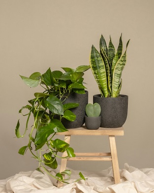 indoor plants