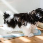 How to Start Dog Potty Training A Step-by-Step Guide