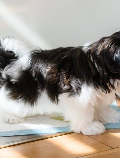 How to Start Dog Potty Training A Step-by-Step Guide