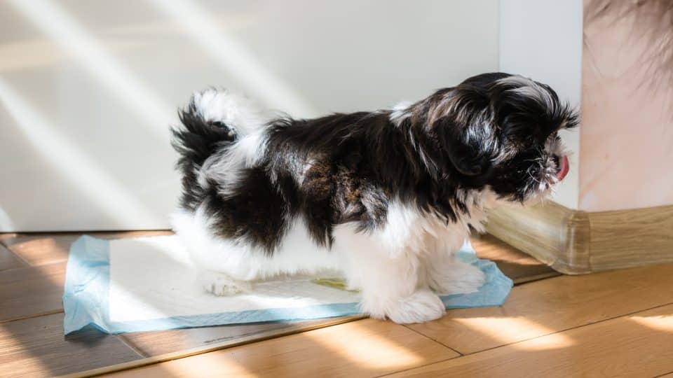 How to Start Dog Potty Training A Step-by-Step Guide